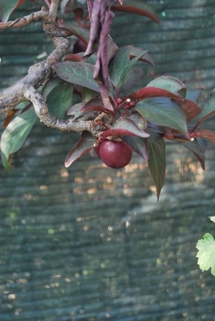 Prunus Pisardi Bunjin DSC_0304