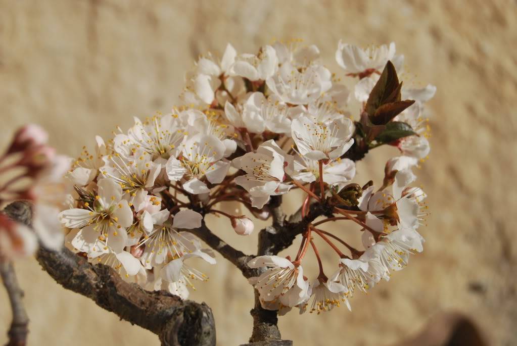 Prunus Pisardi Bunjin DSC_0370