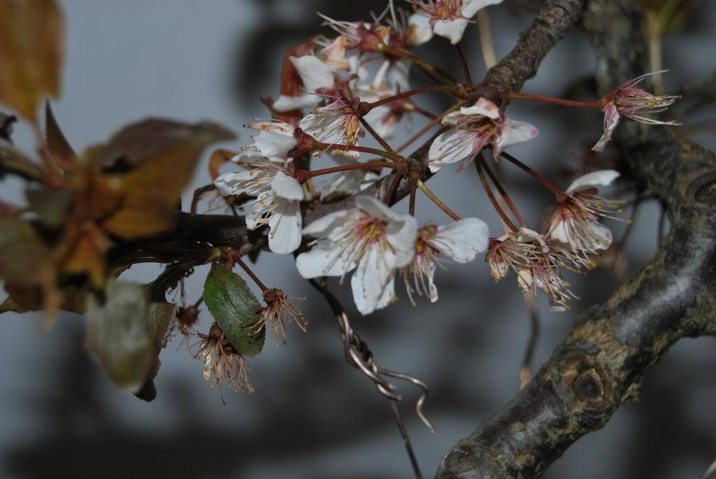 Prunus Pisardi Bunjin DSC_0597