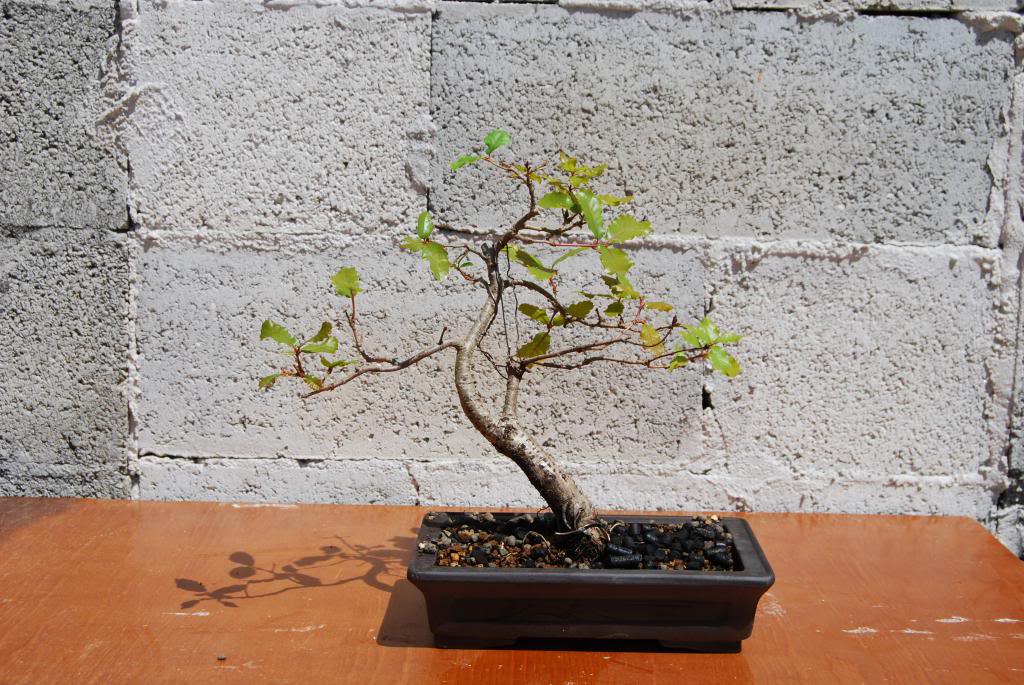 Quercus Trabalhado desde a Brotação da Bolota. Estadoactualabril2010