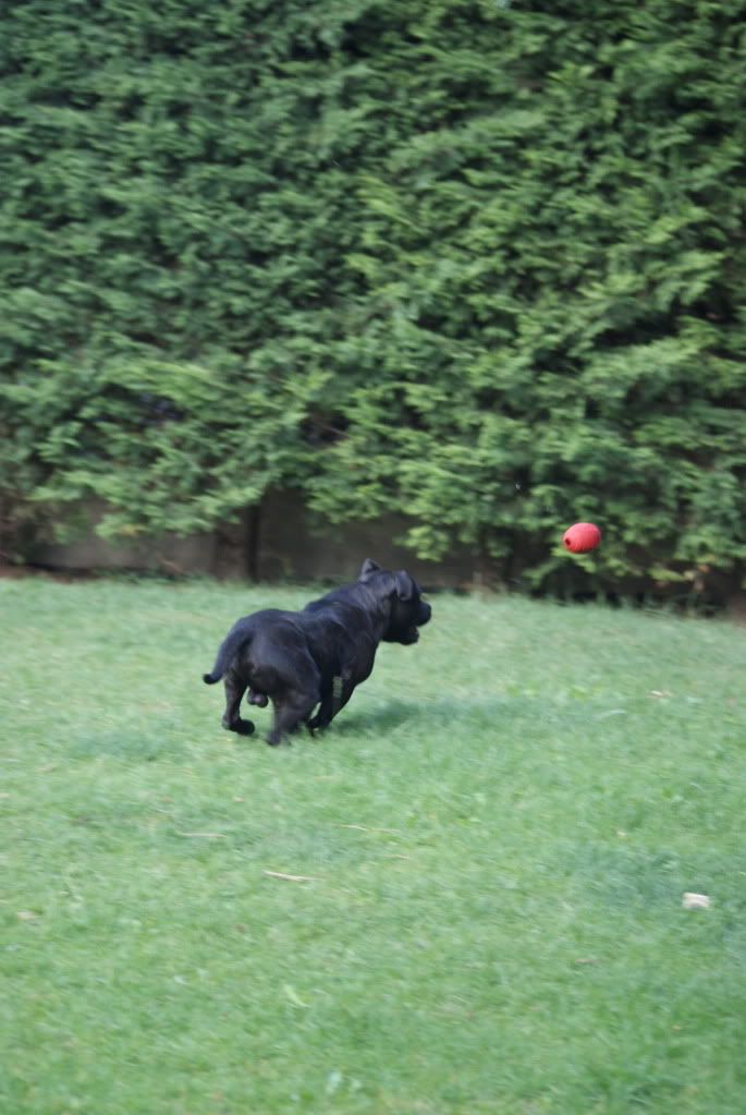 Rugby time ! DSC03566-1