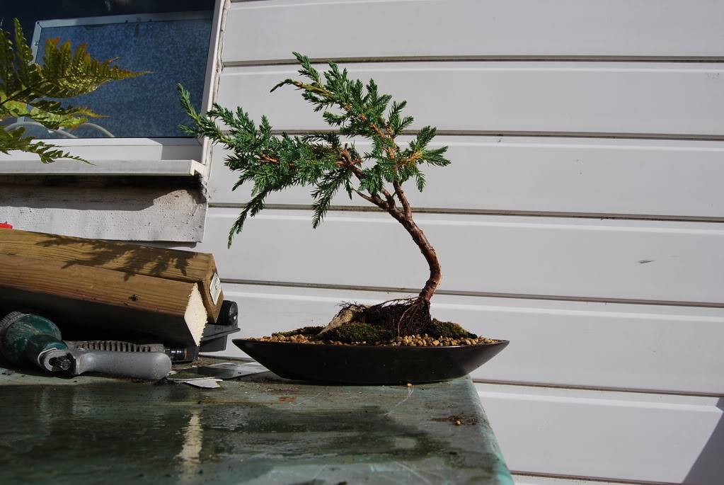 Bonsai Virgin DSC_0088