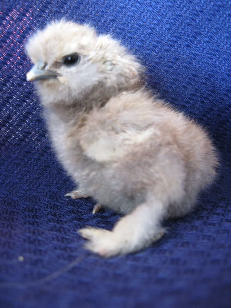 What colour Silkie is this? IMG_7801