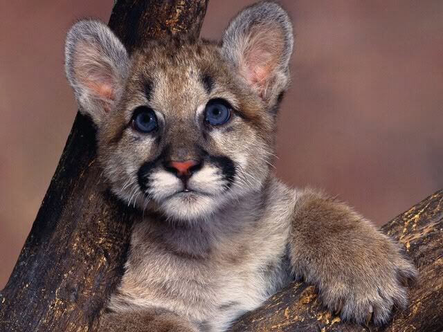 Cute Animal Tournament FINAL Round 5.1: Lion vs Mountain Lion vs Snow Leopard !!! Animals_cats_300x225_10762_-_baby_mountain_lion