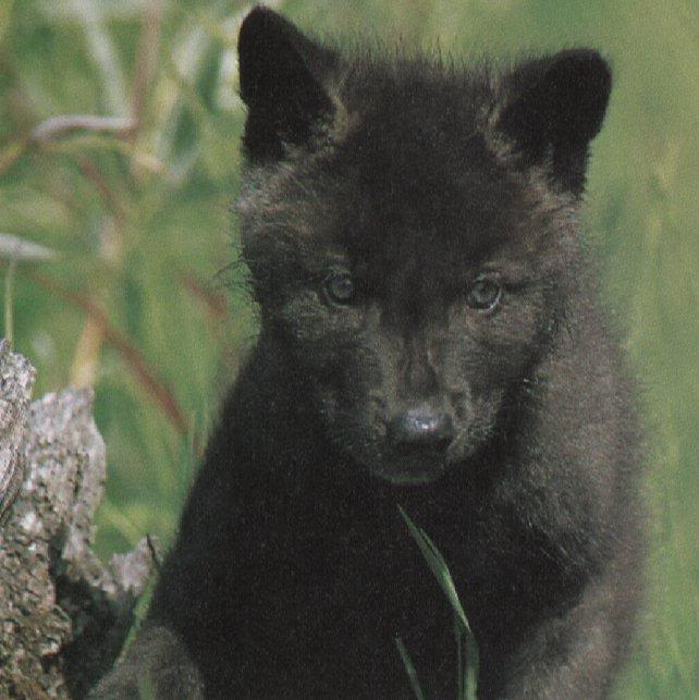 Greywolf Blacksock