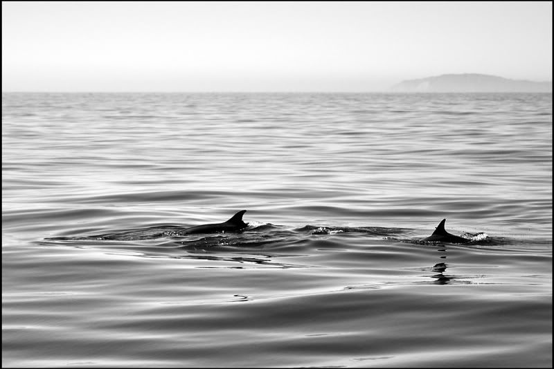 Whale Watching DSC_0099cR