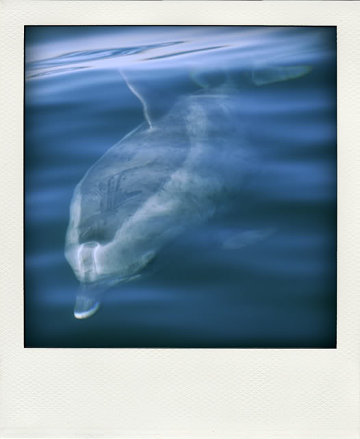 Whale Watching DSC_0168b-pola