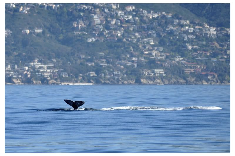 Whale Watching DSC_0255cR-1