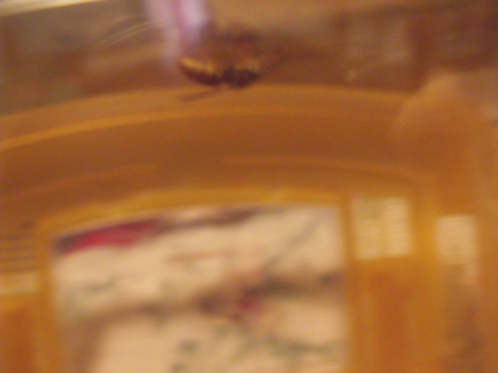 Electra the Vespula germanica queen! Picture318