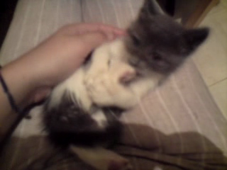Χαρίζεται μωρό γατάκι, ο γλυκός Ηρακλής!  Vlcsnap-2010-09-15-19h58m23s104