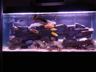 75g Cichlid DSC00403