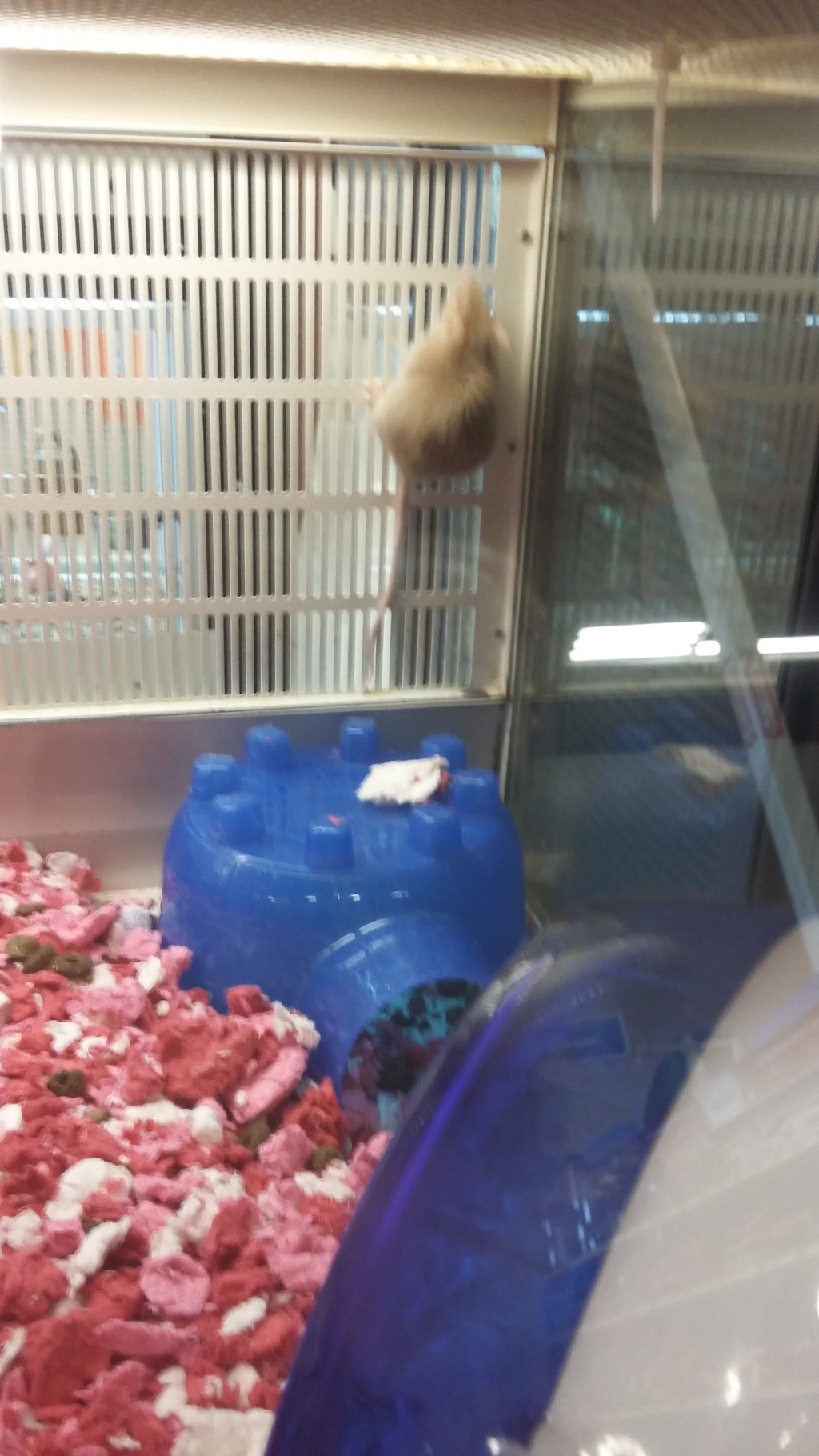 How good is your pet store? 20160208_112716