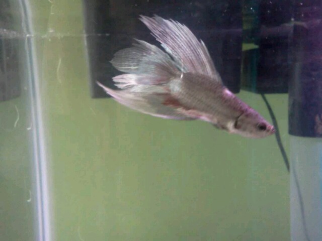 My new Betta Fish!! - Page 3 081212110844-640x480