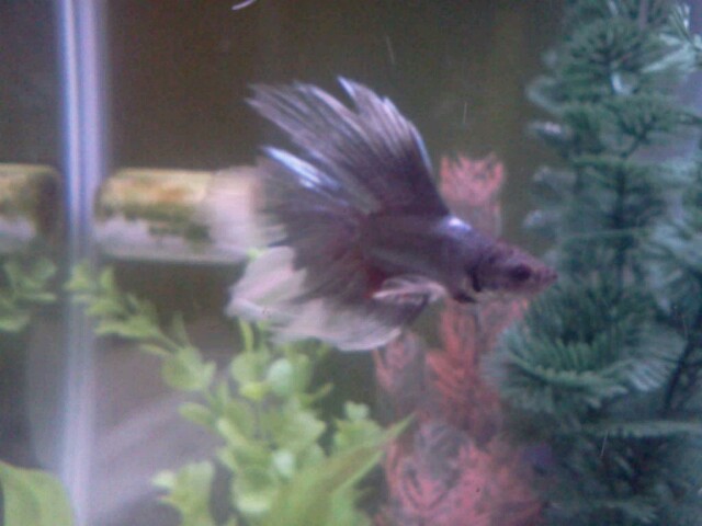 My new Betta Fish!! - Page 3 082512201912-640x480