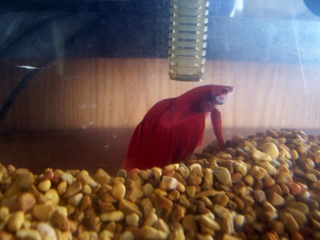 My new Betta Fish!! - Page 3 100_2128