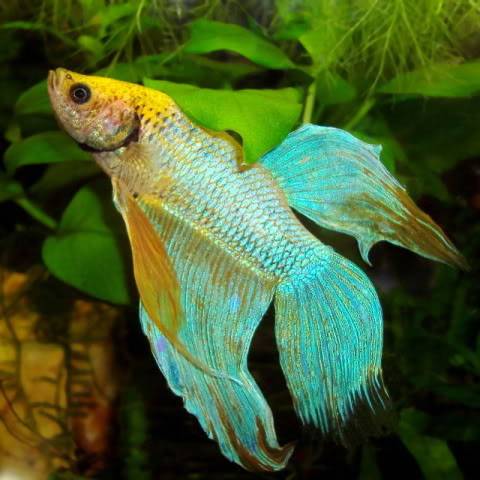 Lets see your favorite aquatic picture! - Page 2 Dcd630Betta01