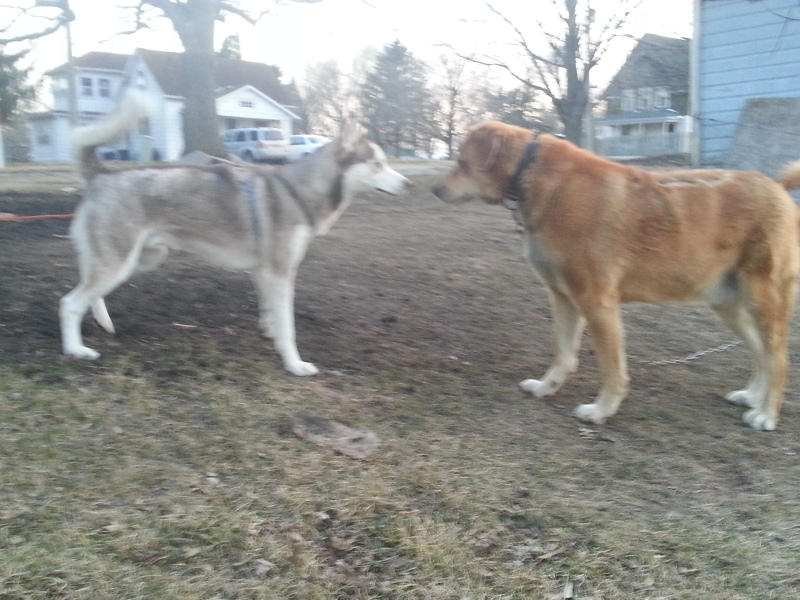 Bane says Hi from Omaha,NE 20130329_193543_zps9944c791