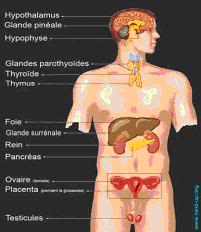 DEPOPULATION VIA LA POLLUTION ELECTROMAGNETIQUE Anatomie-1