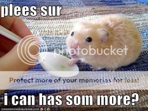 Failblog and Macros and Memes, OH MY! Funny-pictures-hamster-wants-more