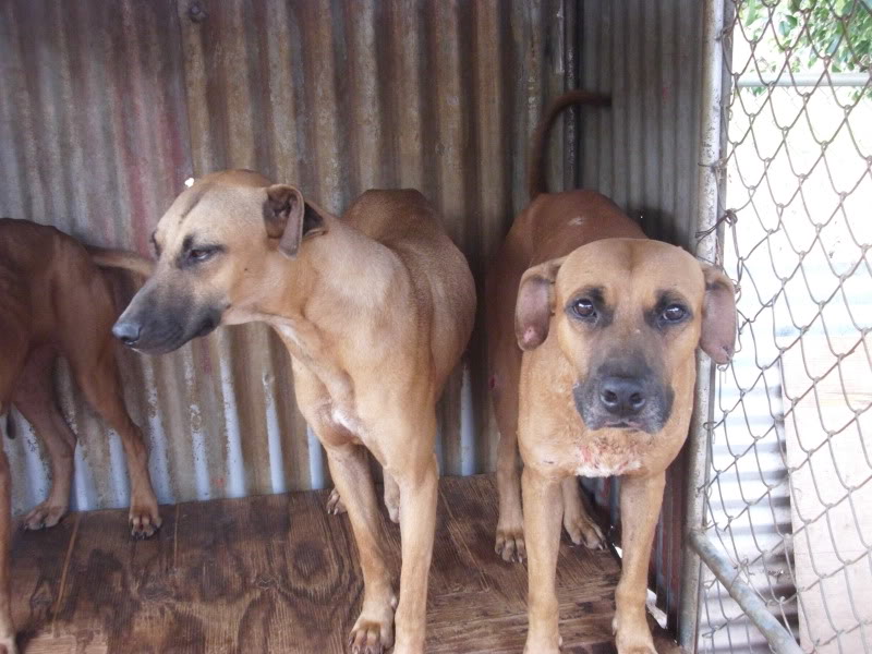 2 lost dogs near temple valley Picture005