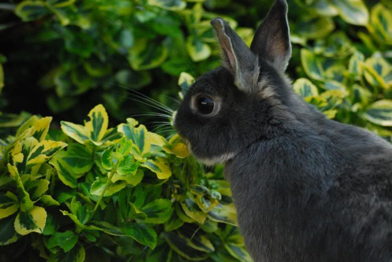 Sweetpea BunnyPhotos150