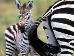 Cute Animal Tournament Round 1.24 Zebra v Gazelle  Baby_zebra