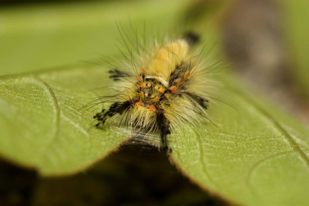 bugging au Cap St. Jacques IMG_3424