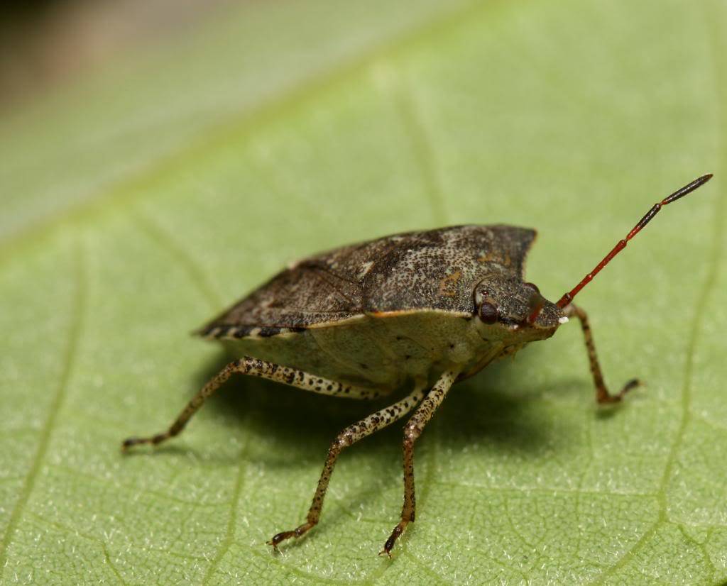 bugging au Cap St. Jacques IMG_3427