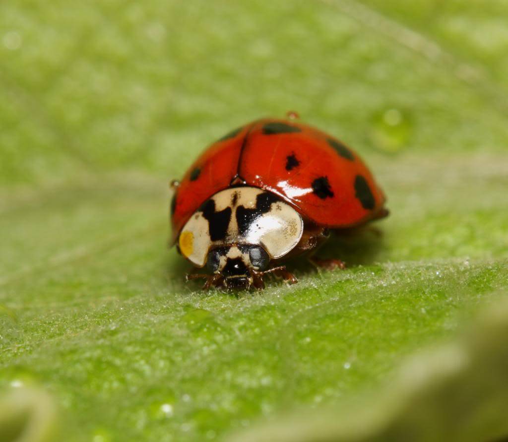 bugging au Cap St. Jacques IMG_3452