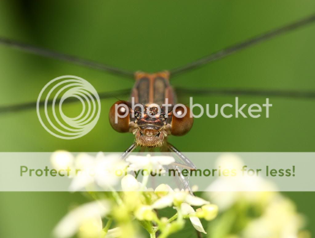 bugging au Cap St. Jacques IMG_3466