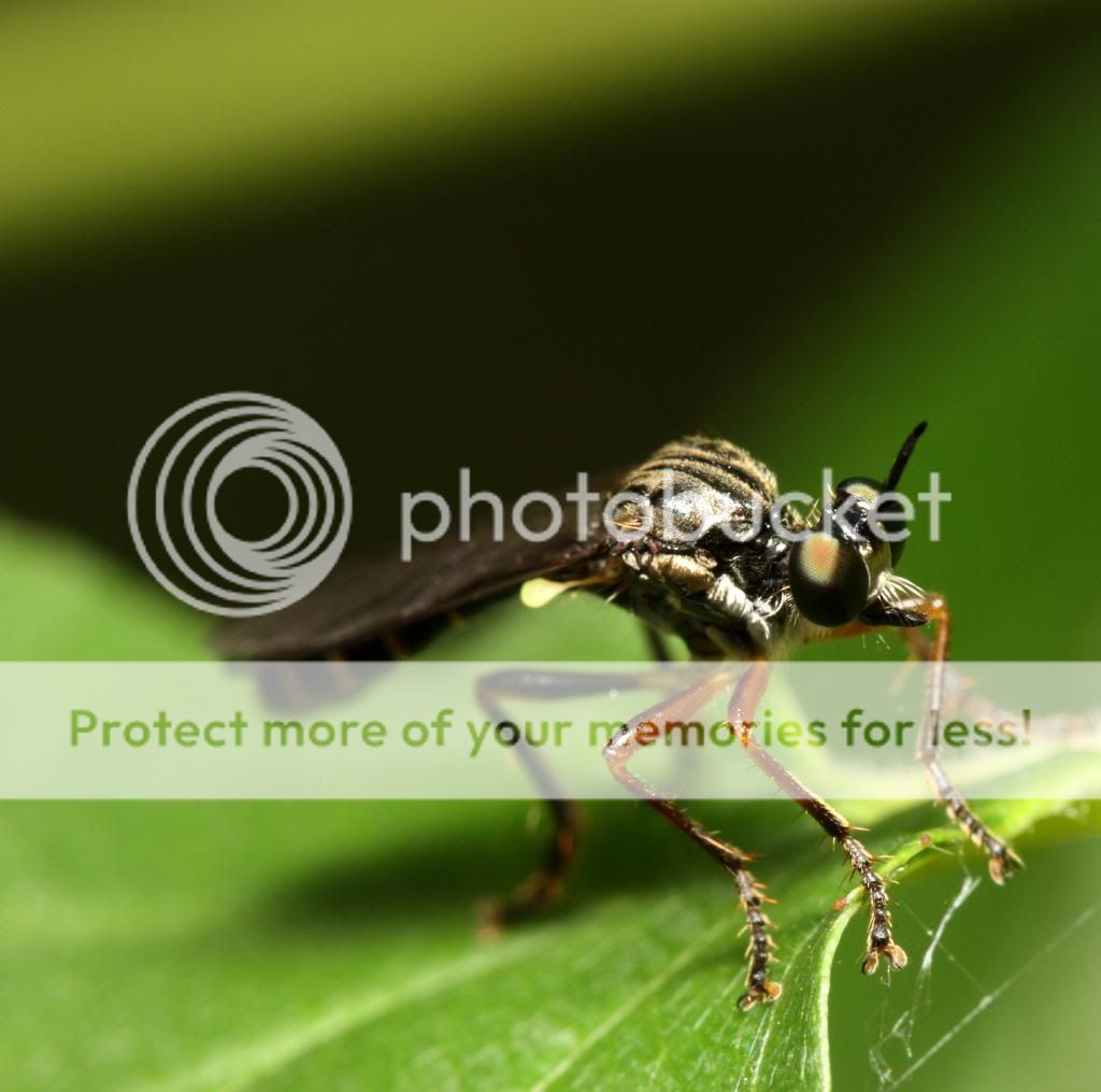 bugging au Cap St. Jacques IMG_3477