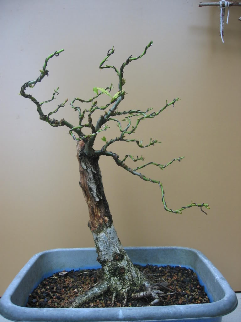 Rescued Oak 002-44