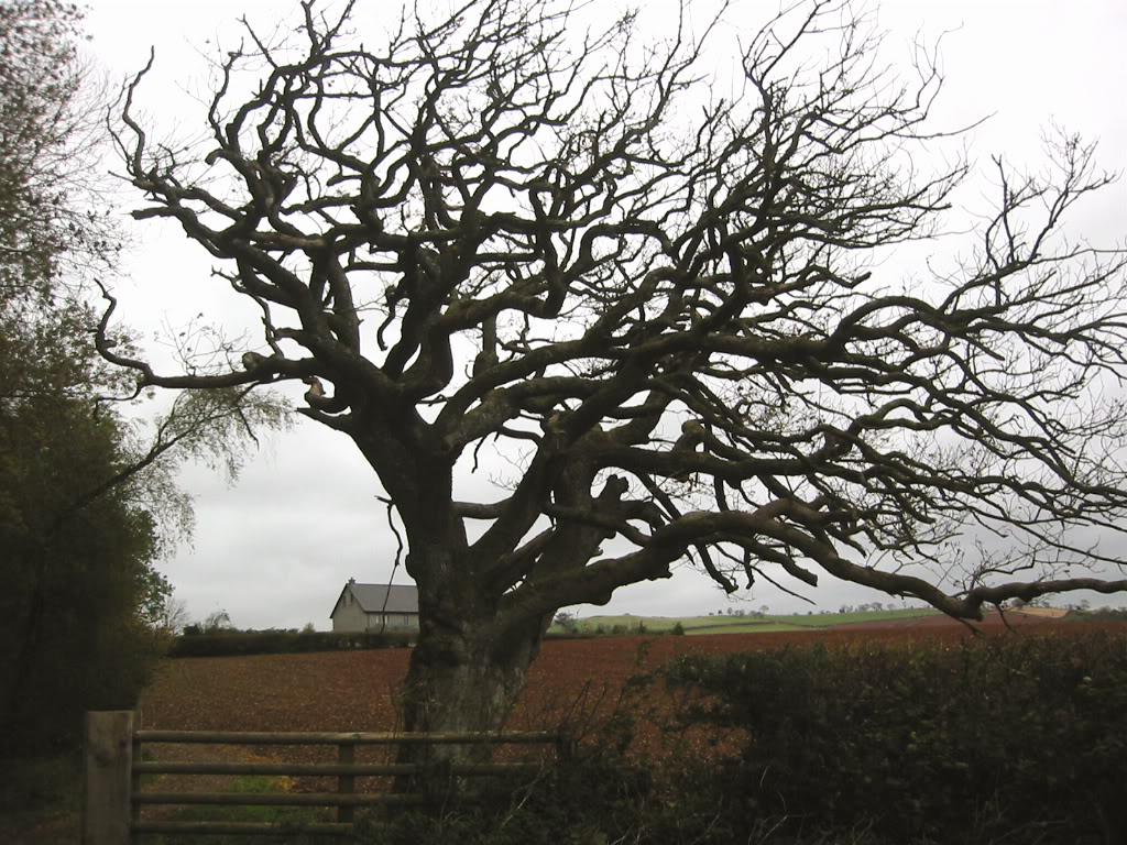 Rescued Oak IMG_6658-1