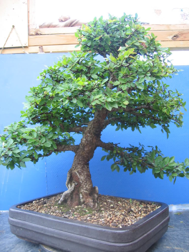 My other Chinese Elm 006-17