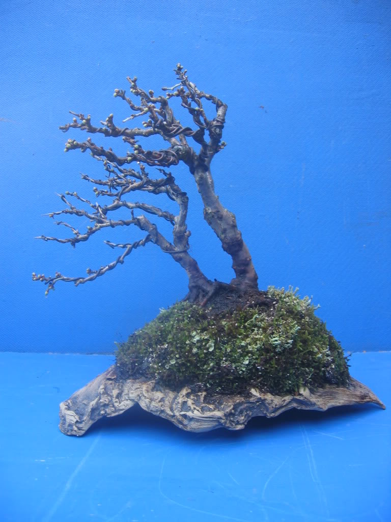  Prunus 'kojo no mai' 011-11