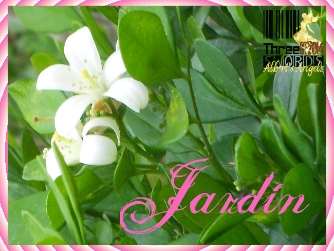 Jardín: Colección de Frases & Pensamientos [Albert] Jardin22_zps949f9323