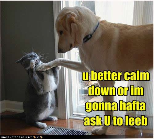 New Moderator Funny-dog-pictures-calm-down