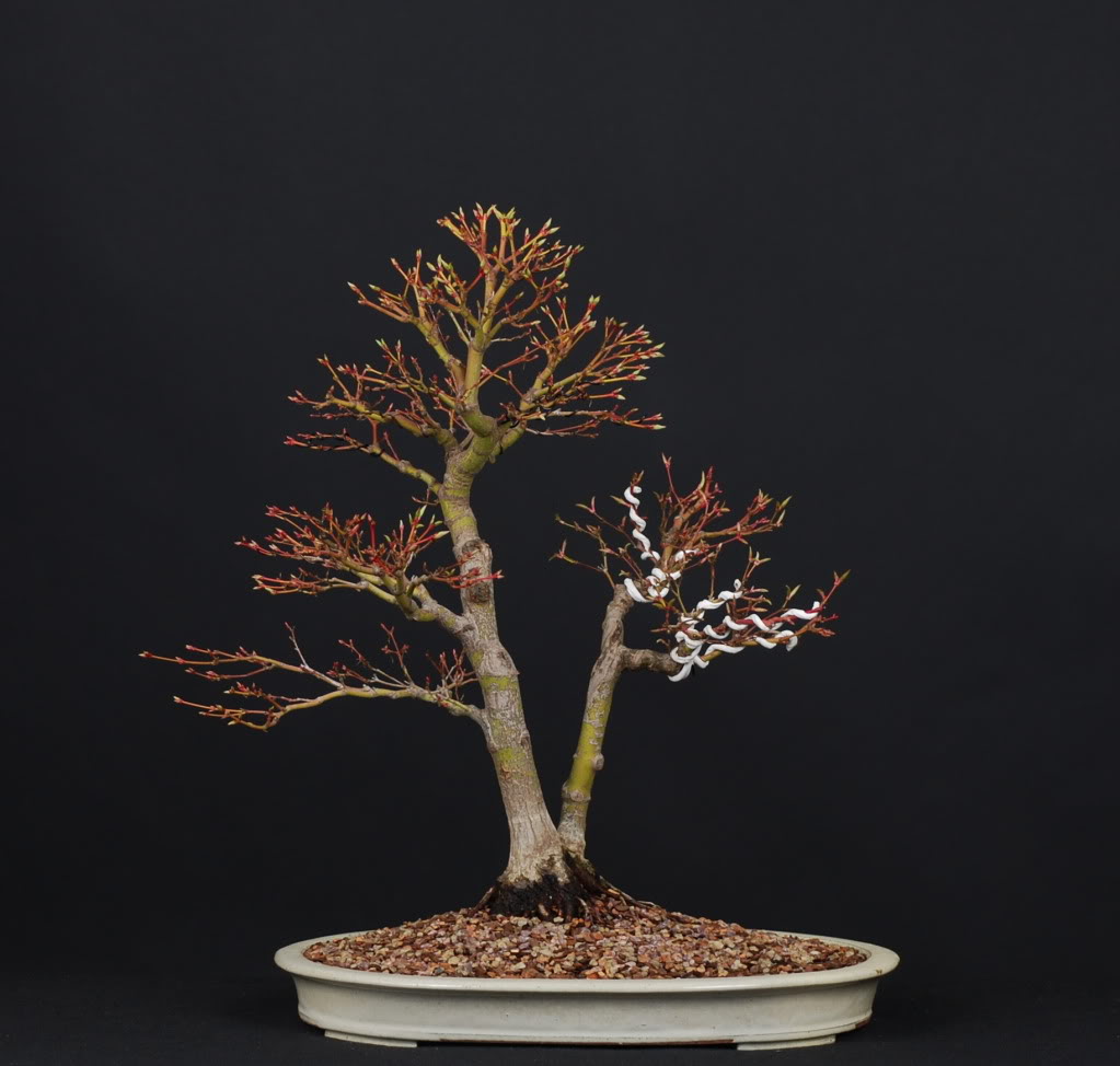 REPOST: japanese maple progression, 7yrs DSC_0022_3