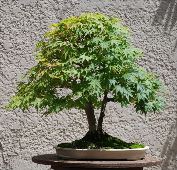 REPOST: japanese maple progression, 7yrs DSC_0059-1-1