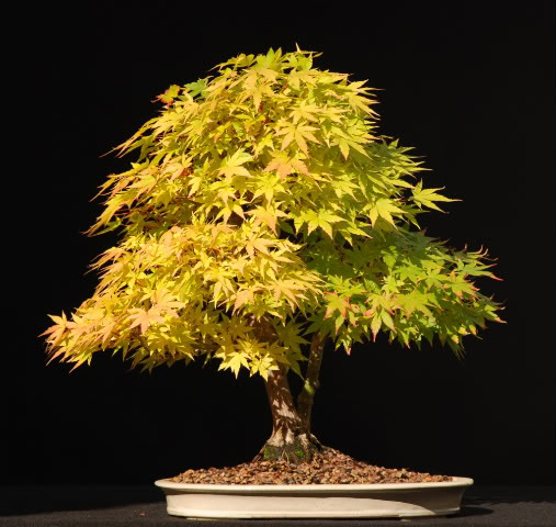 REPOST: japanese maple progression, 7yrs DSC_0115