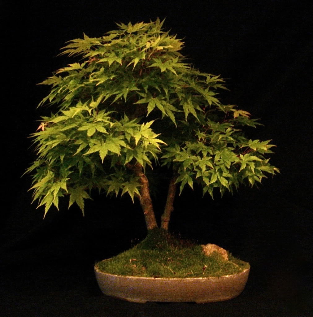 REPOST: japanese maple progression, 7yrs Maple