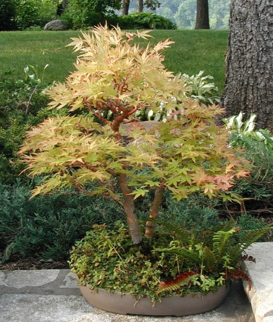 REPOST: japanese maple progression, 7yrs Tree8