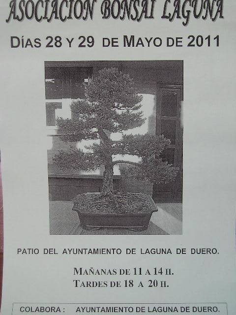 EXPOSICION DE LA ASOCIACION BONSAI LAGUNA P9130010