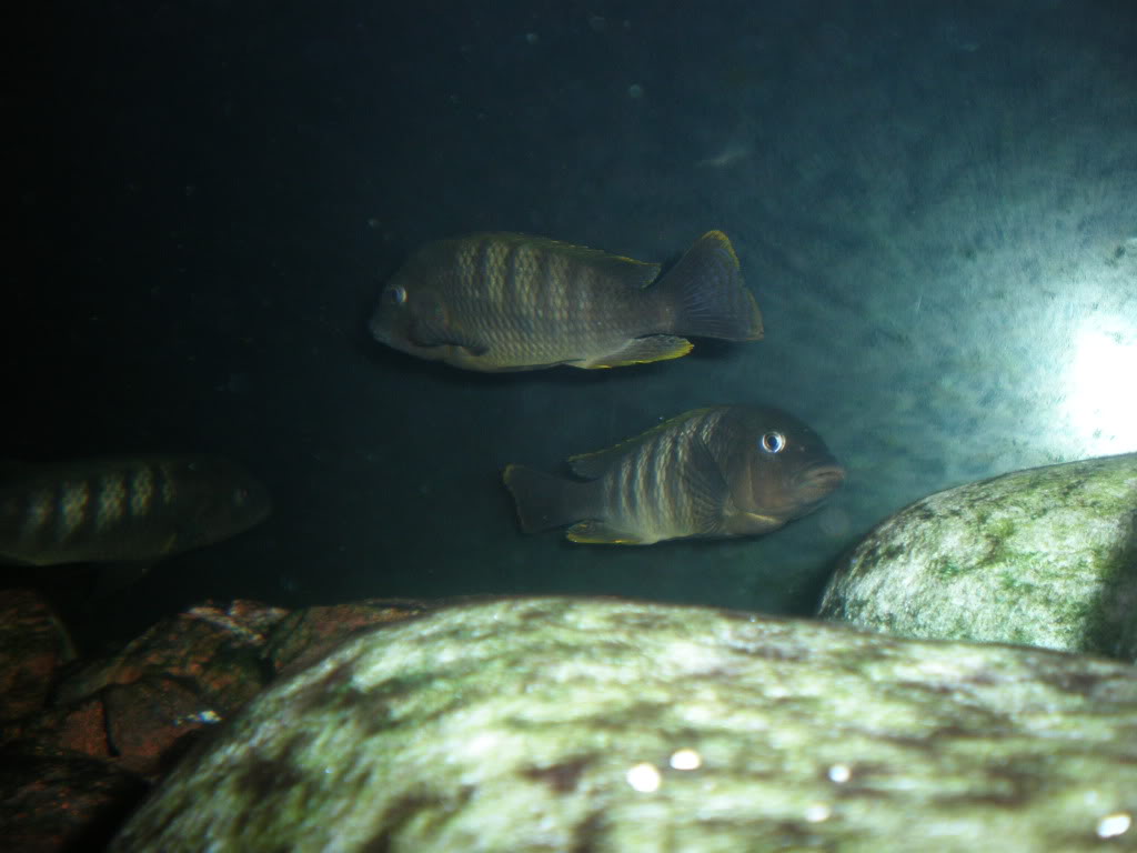 petrochromis famula kaisser - Página 2 P3101644