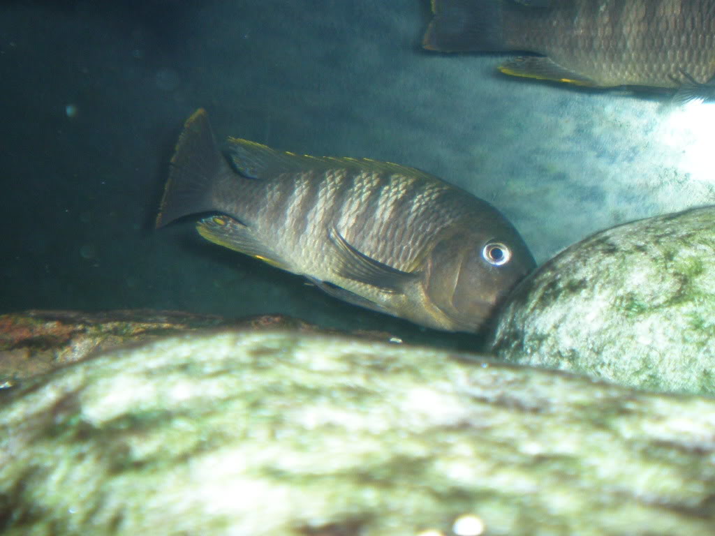 petrochromis famula kaisser P3101654