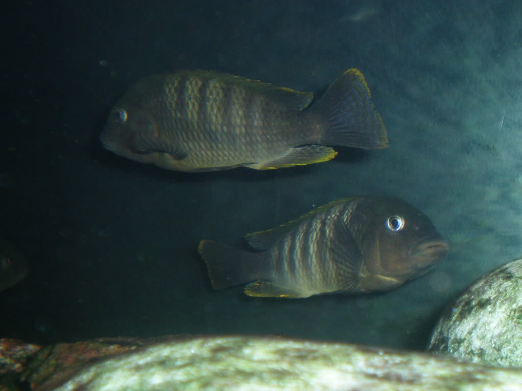 petrochromis famula kaisser - Página 2 P3101655