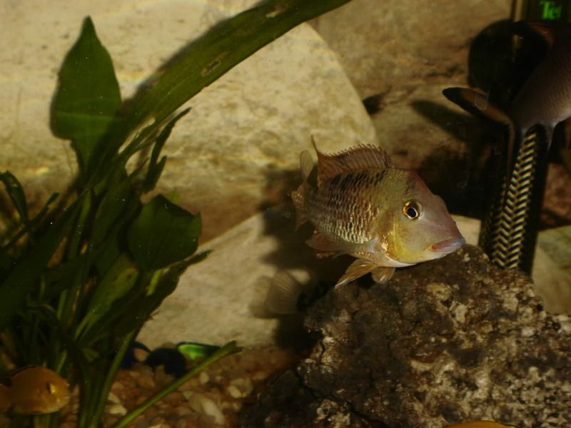 unas fotillos antiguas Geophagussteindasneri