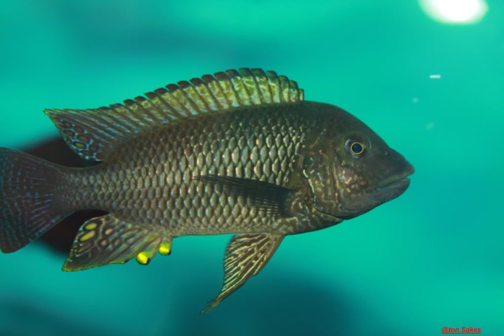 Tropheus namansi y Petro's famula EretmodusPetofamulatembwegold010