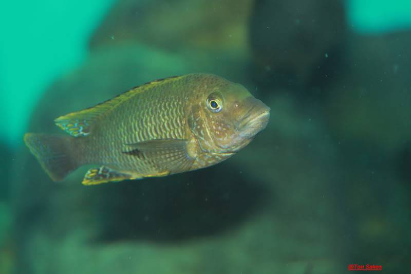 Tropheus namansi y Petro's famula EretmodusPetofamulatembwegold017