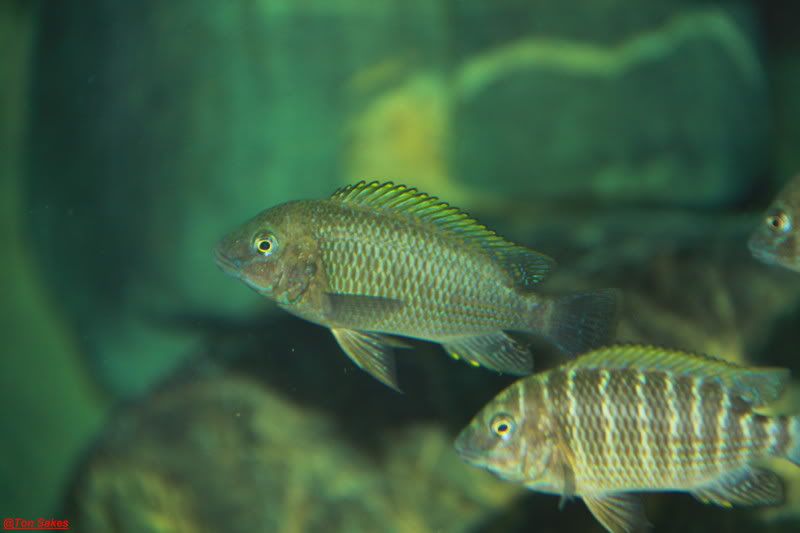 Tropheus namansi y Petro's famula EretmodusPetofamulatembwegold018